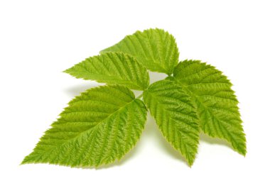 Beyaz arka plan üzerinde izole ahududu yaprağı