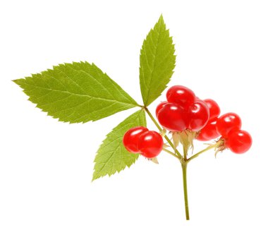 Beyaz arka plan üzerinde izole yaprakları ile olgun taş berry