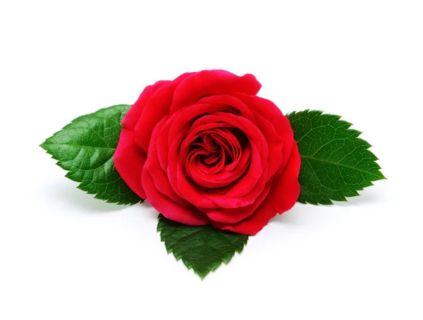 Mawar Merah Diisolasi Latar Belakang Putih — Stok Foto