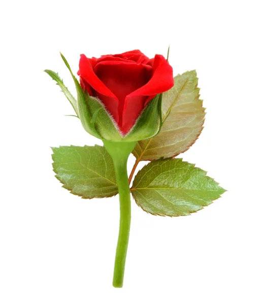 Κόκκινο τριαντάφυλλο με φύλλα που απομονώνονται σε λευκό φόντο — Φωτογραφία Αρχείου