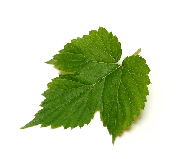 Hop Leaf Isolated White Background — Stock Photo, Image
