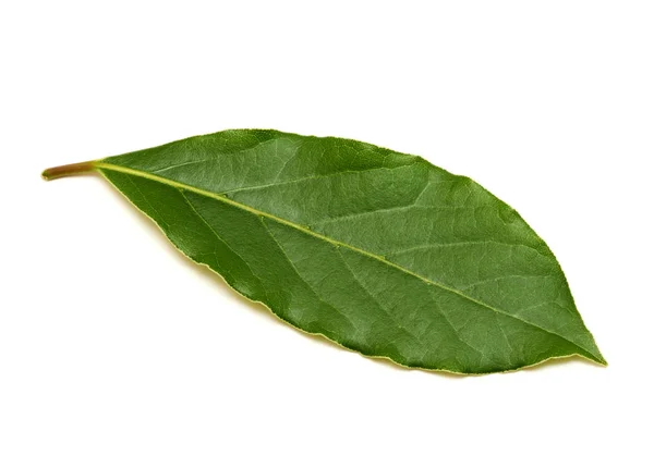 Свіжий зелений лист затоки ізольований на білому тлі — стокове фото