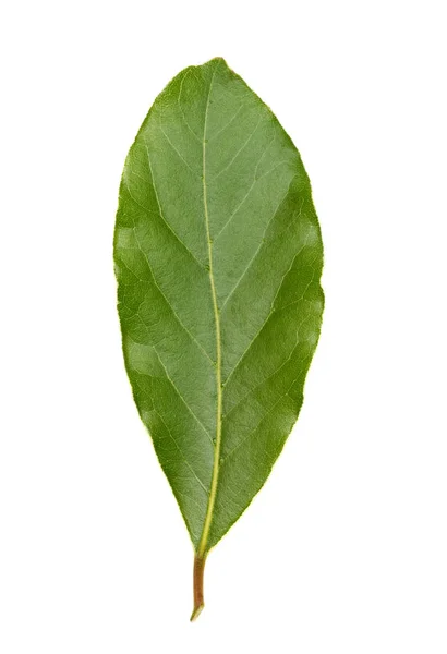 Hoja de laurel verde fresca aislada sobre fondo blanco — Foto de Stock