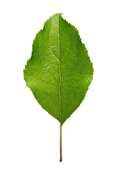 Feuille de pommier isolée sur fond blanc — Photo