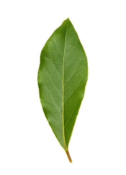 Hojas de laurel verdes frescas aisladas sobre fondo blanco — Foto de Stock