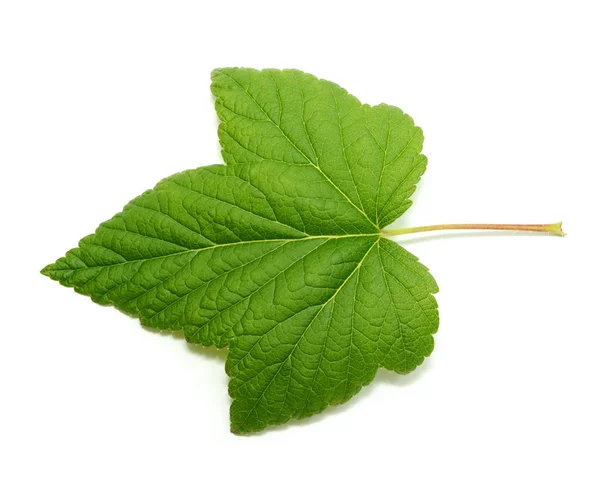 Currant tree leaf isolated on white background — Stock Photo, Image