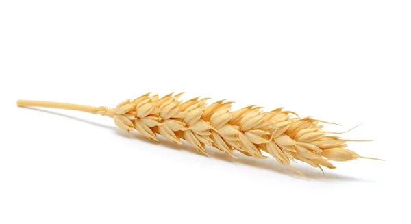 Oreja de trigo aislada sobre fondo blanco — Foto de Stock