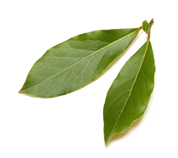 Hoja de laurel verde fresca aislada sobre fondo blanco — Foto de Stock