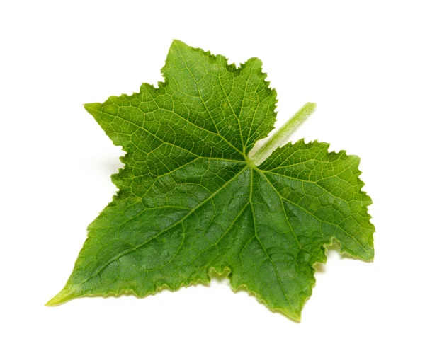 Leaf Cucumber Isolated White Background — Stock Photo, Image