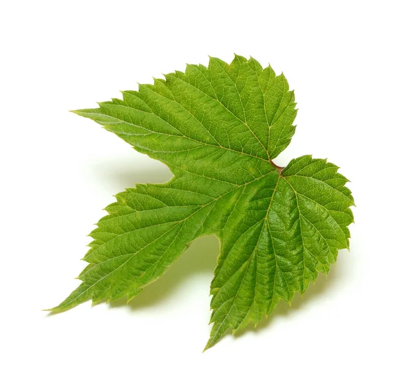 Feuille de houblon isolée sur fond blanc — Photo