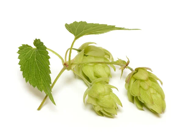 Hop branch isolated on white background — Stock Photo, Image