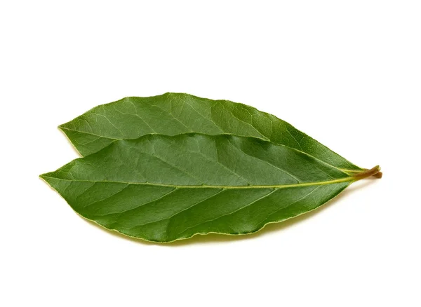Νωπά πράσινα φύλλα δάφνης απομονωμένα σε λευκό φόντο — Φωτογραφία Αρχείου