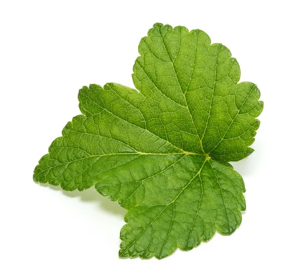 Currant tree leaf isolated on white background — Stock Photo, Image