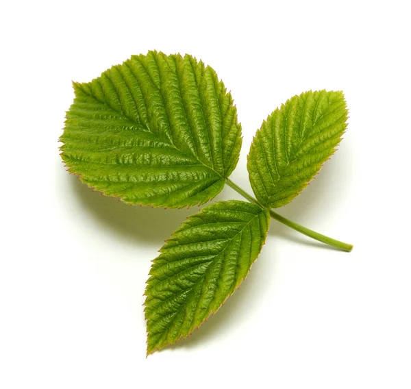 Feuille de framboise isolée sur fond blanc — Photo