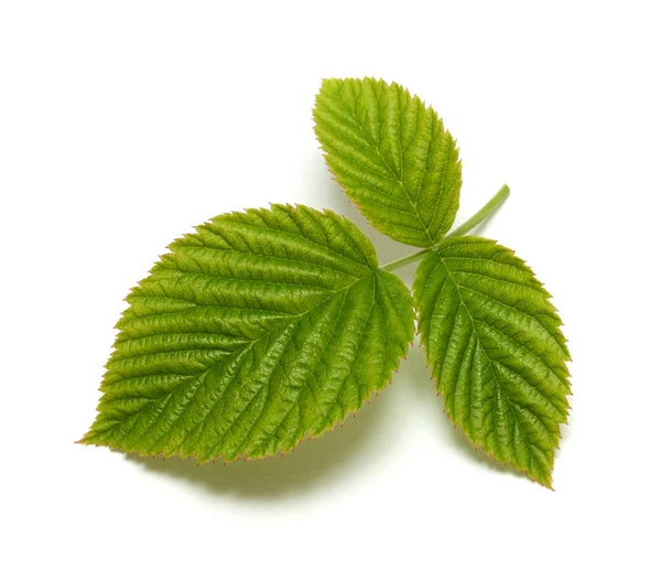 흰색 배경에 고립 라스베리 잎 — 스톡 사진