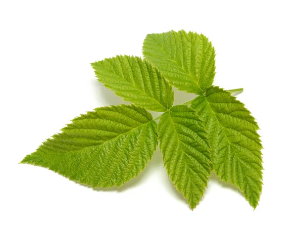 Hoja de frambuesa aislada en el fondo blanco —  Fotos de Stock