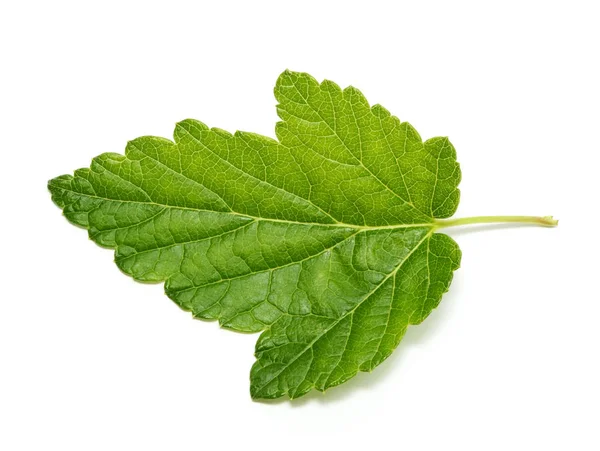 Currant tree leaf isolated on white background — Stock Photo, Image