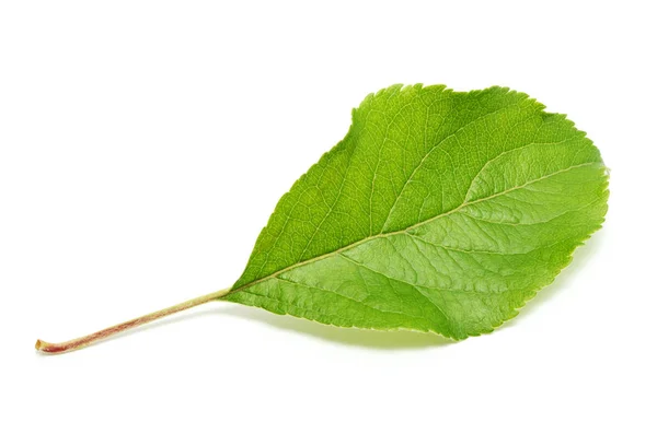 Apple tree leaf isolated on white background — Stock Photo, Image