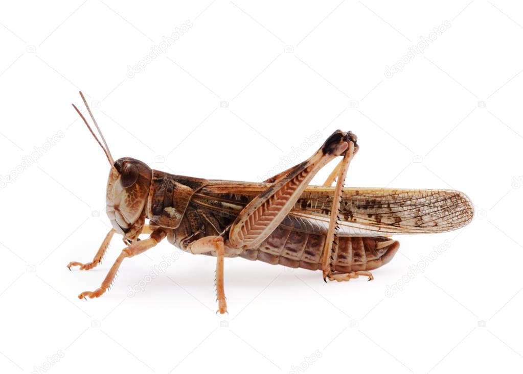 Locust isolated on white background