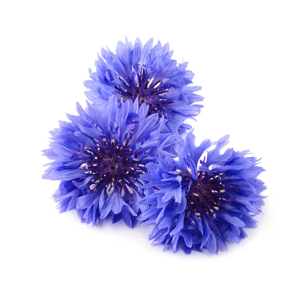 Blue Cornflower Isolated White Background — Stock Photo, Image