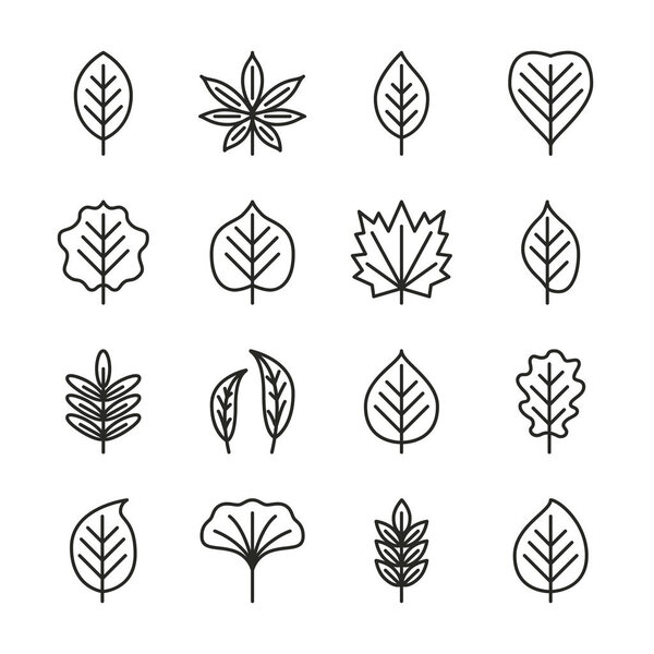 Tree leaves flat line icons set - aspen, linden, maple, willow, chestnut, oak, acacia. Autumn plant pixel perfect collection. 