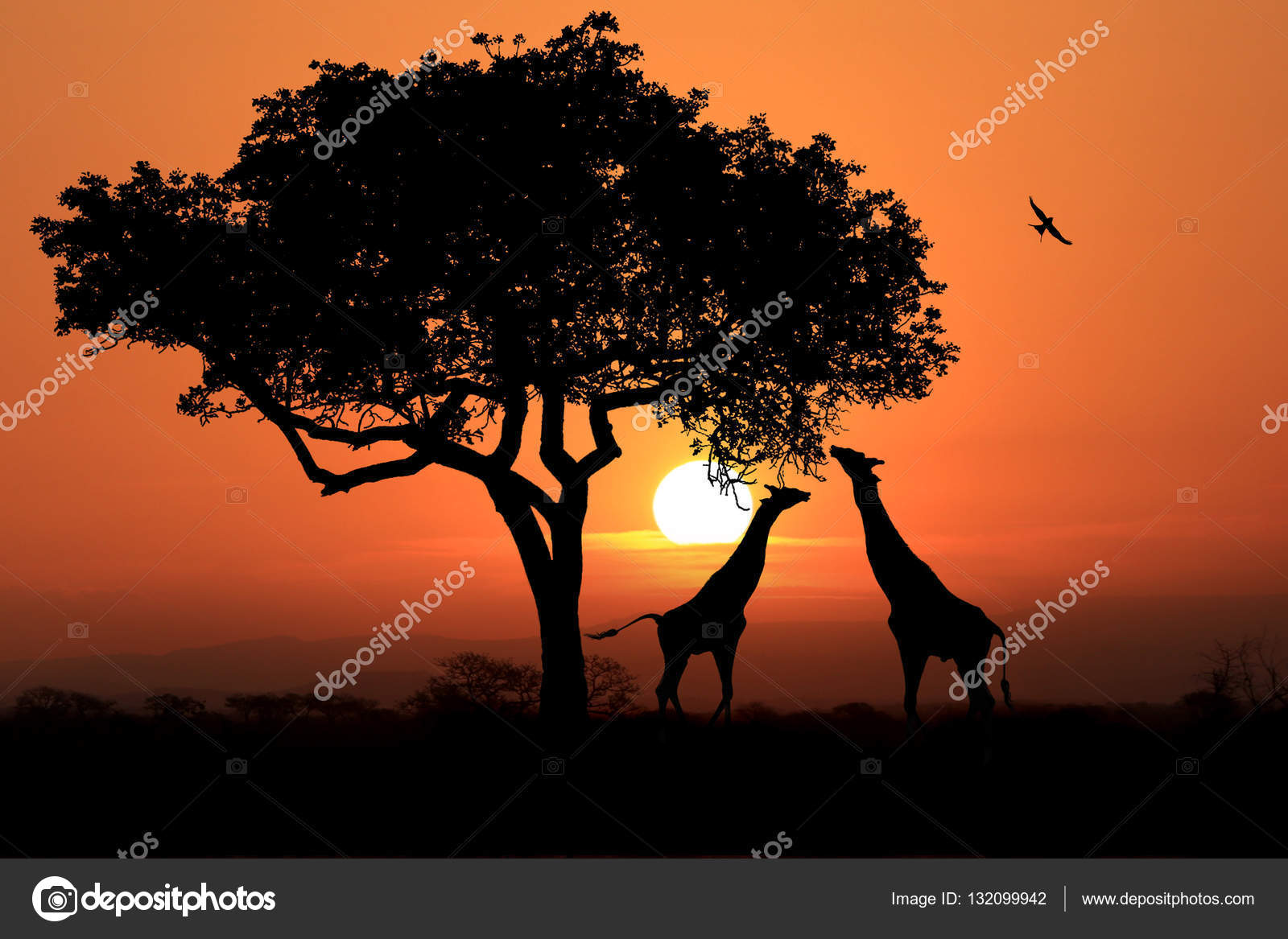 Grandes Girafes Sud Africaines Au Coucher Du Soleil En