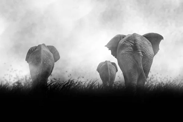 Hermosa silueta de elefantes africanos al atardecer — Foto de Stock