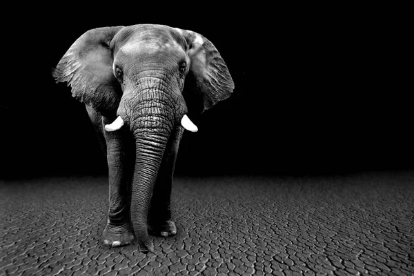 Vilda bilder av afrikanska elefanter i Afrika — Stockfoto