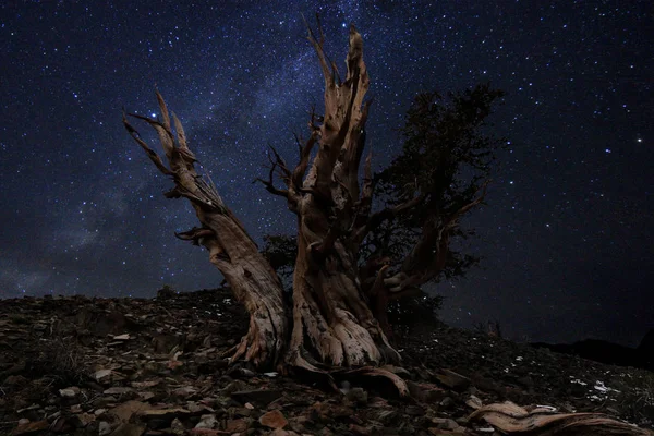 Paisaje de estrellas pintado con luz en pinos de Bristlecone — Foto de Stock