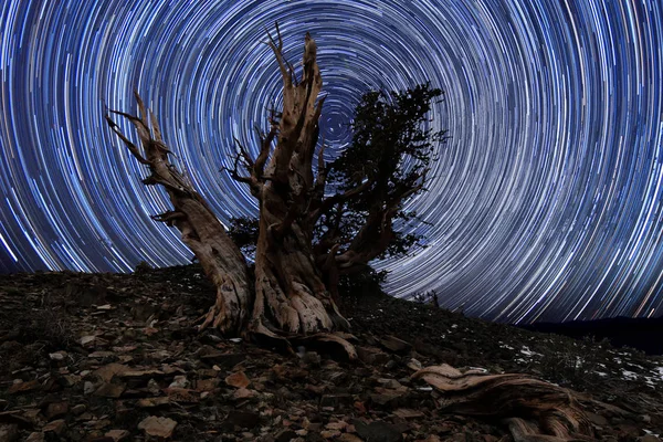 Paisaje de estrellas pintado con luz en pinos de Bristlecone —  Fotos de Stock