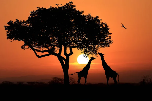 Grandes jirafas sudafricanas al atardecer en África —  Fotos de Stock
