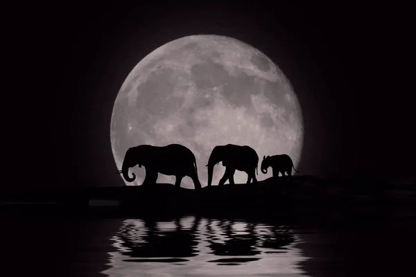 Belle silhouette d'éléphants d'Afrique à Moonrise — Photo