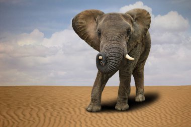 Açık havada gün ışığında yalnız Afrika fili