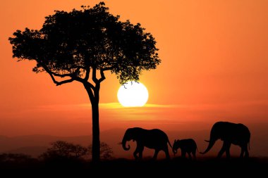 Gün batımında Afrika filleri güzel silueti