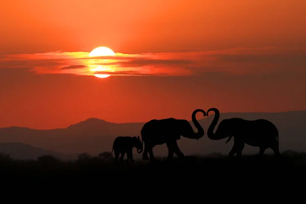 Beautiful Silhouette of African Elephants at Sunset — Stock Photo, Image