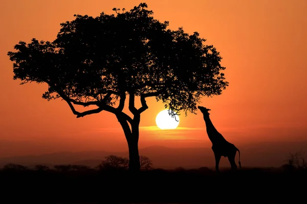 Grandes Girafas sul-africanas ao pôr-do-sol na África — Fotografia de Stock
