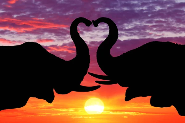 Vacker siluett av afrikanska elefanter i solnedgången — Stockfoto