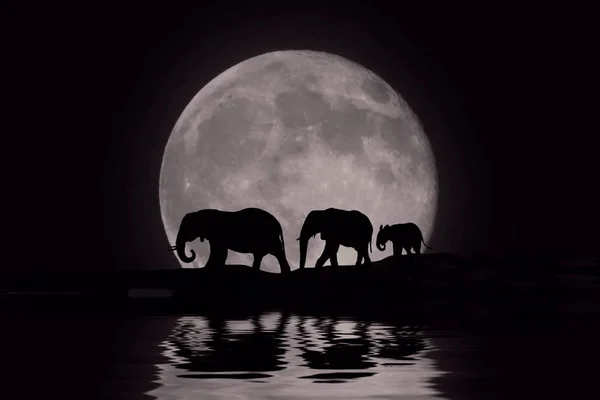 Beautiful Silhouette of African Elephants at Moonrise — Stock Photo, Image