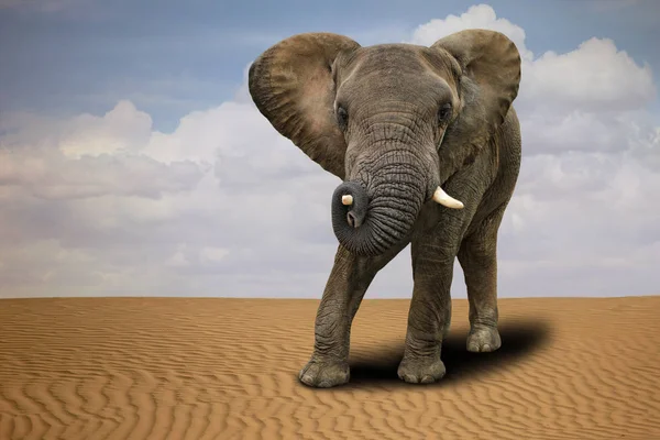 Lone afrikansk elefant utomhus i dagsljus — Stockfoto