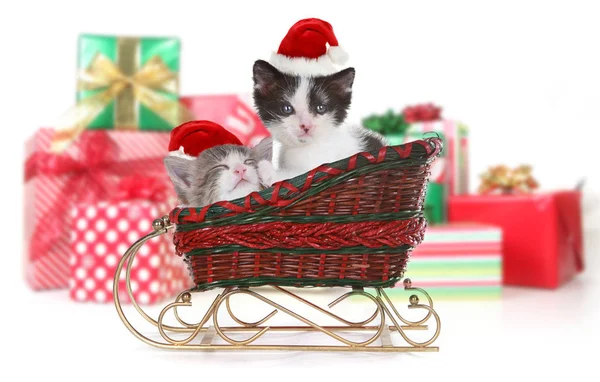 Adorable Kittens Surrounded by Christmas Gifts in Sleigh — Stock Photo, Image