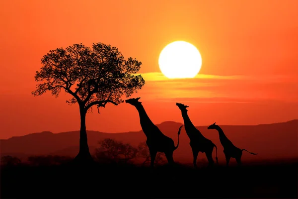 Grote Zuid-Afrikaanse giraffen bij zonsondergang in Afrika — Stockfoto