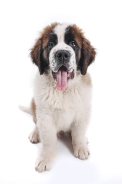 sevimli saint bernard safkan köpek 