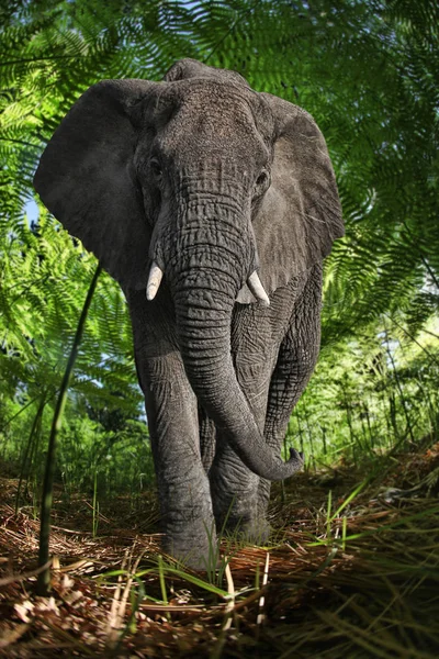 Enorma afrikanska elefanten i bushen — Stockfoto
