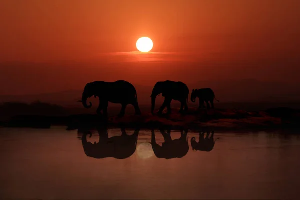 Familj 3 elefanter promenader i solnedgången — Stockfoto