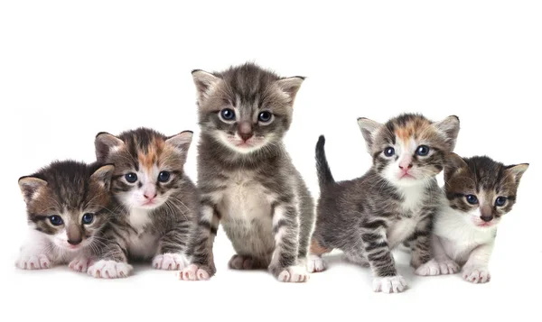 Cute Herd of Kittens on a White Background — Stock Photo, Image