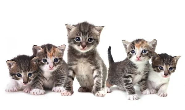 Lindo rebaño de gatitos sobre un fondo blanco — Foto de Stock