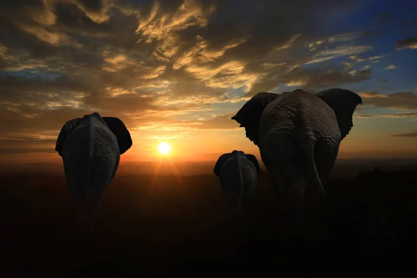 Familie von 3 Elefanten geht in den Sonnenuntergang — Stockfoto