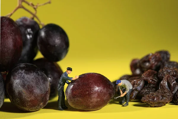 Travailleurs transformant le raisin en raisins secs — Photo