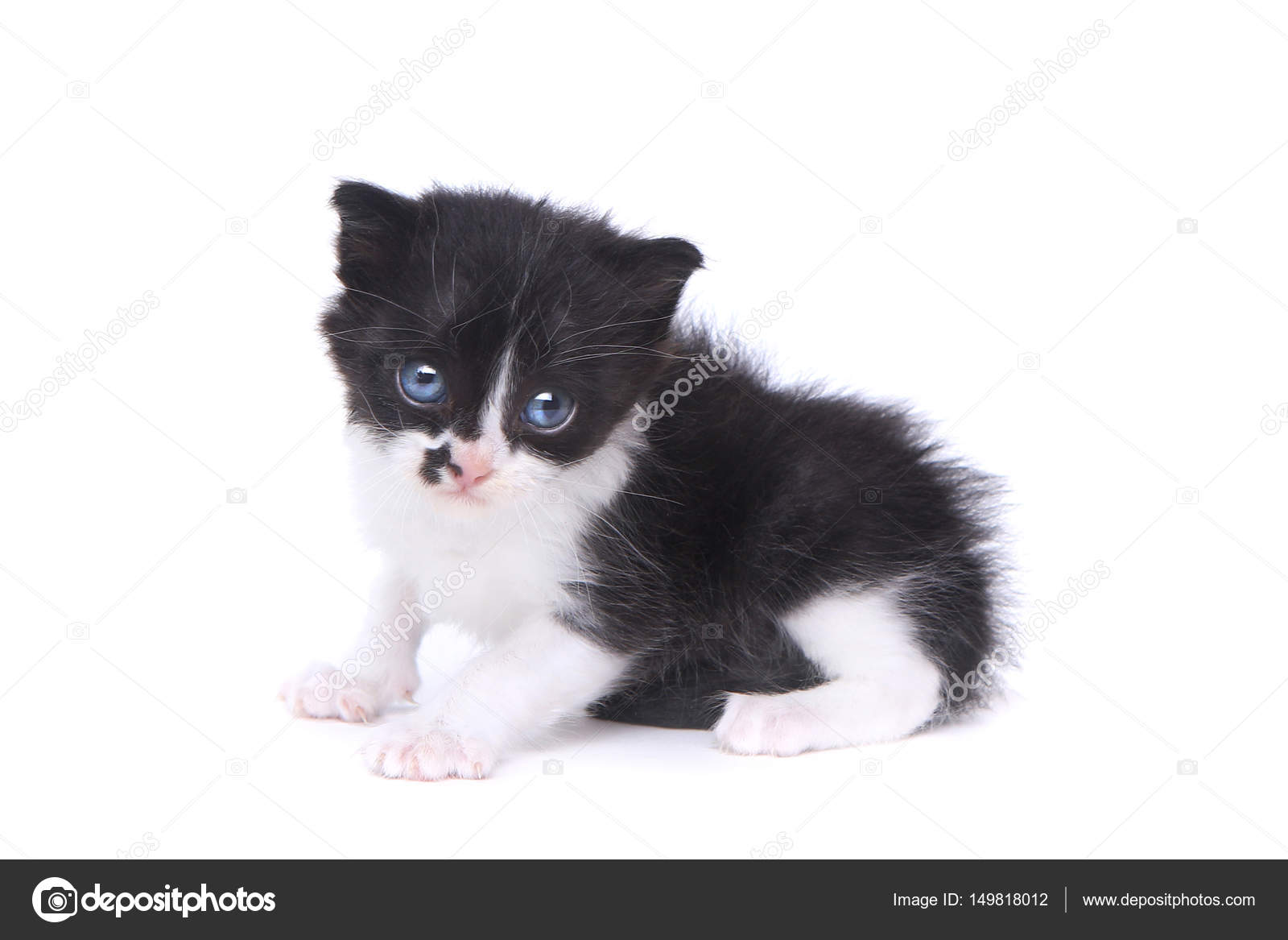 Newborn tuxedo best sale kittens