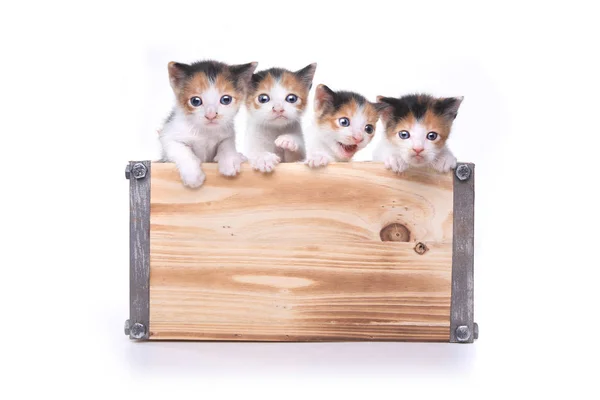 Söt låda med kattungar för Adoption — Stockfoto